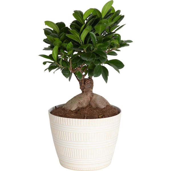 Costa Farms Ficus Bonsai Indoor Plant in 6 in. White Pot, Average Shipping Height 1-2 ft. Tall