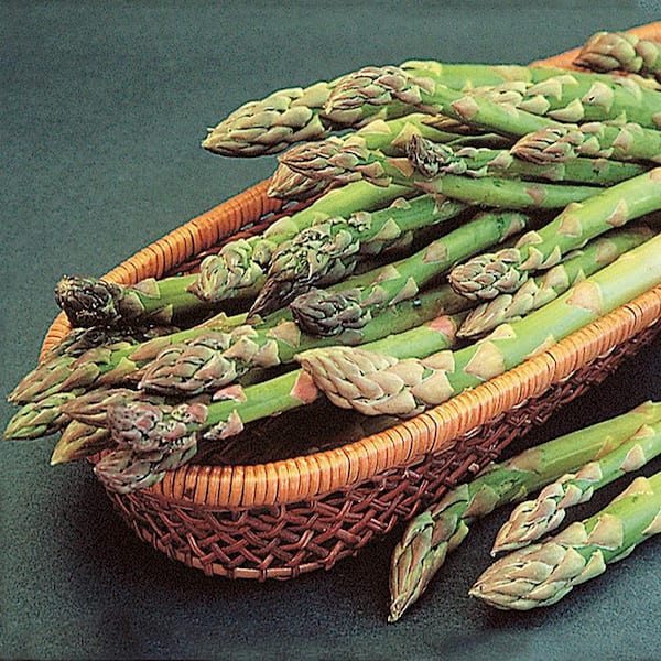 DIRECT GARDENING 1 Gal. Pot Improved Mary Washington Asparagus Potted Vegetable Starter Plant (1-Pack)