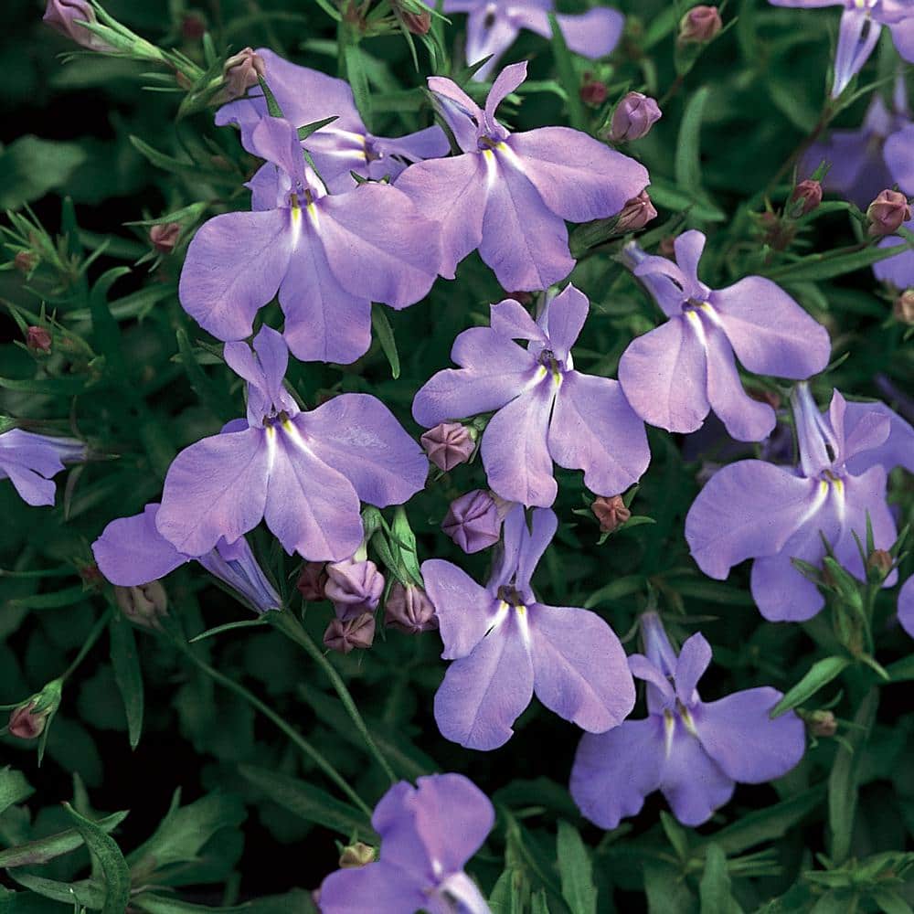 4 in. Early Springs Lavender Lobelia Plant 65275 - The Home Depot