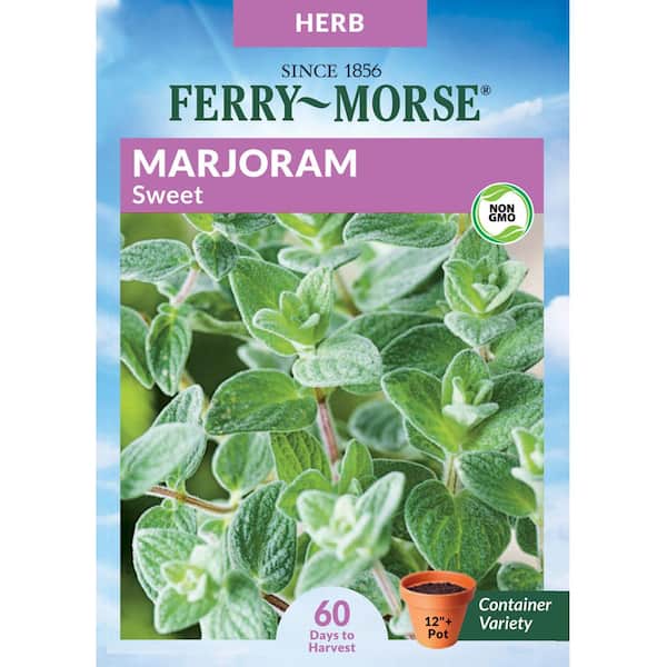 Marjoram Sweet Herb Seed