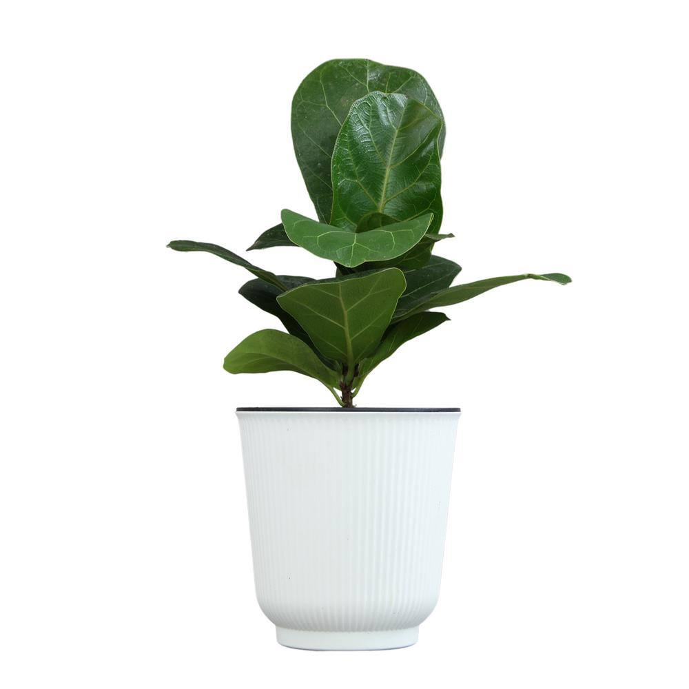 Large Fiddle-Leaf Fig in White Planter