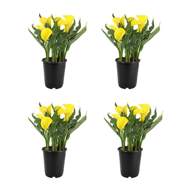 1 Qt. Calla Lily Yellow Plant Collection (4-Pack)