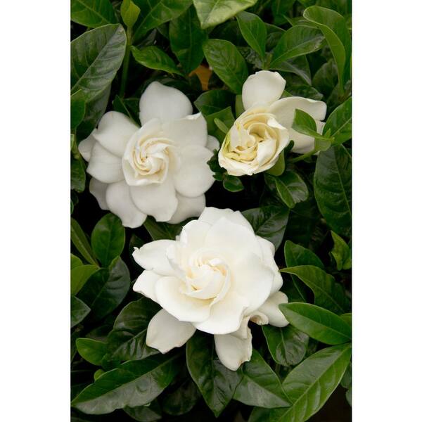 August Beauty Gardenias for Sale