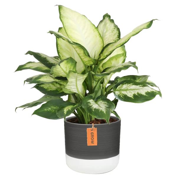 Costa Farms Dieffenbachia Dumb Cane Indoor Plant in 6 in. Two-Tone Ceramic Planter, Avg. Shipping Height 1-2 ft. Tall