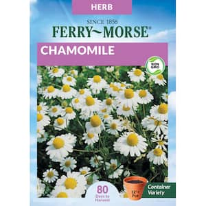 Chamomile Herb Seed