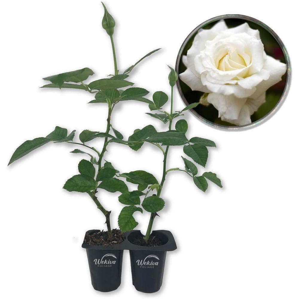 Wekiva Foliage Pope John Paul II Rose Bush-2 Live Starter Plants