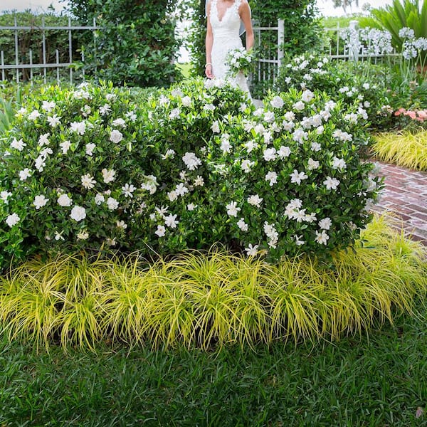 SOUTHERN LIVING 2.5 Qt. Jubilation Gardenia Jasminoides Leeone