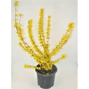 2 Gal. Lynwood Gold Forsythia Flowering Shrub with Yellow Flowers