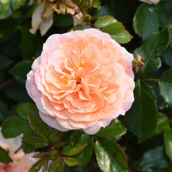 1 Gal. Apricot Drift Live Rose Bush with Orange Flowers
