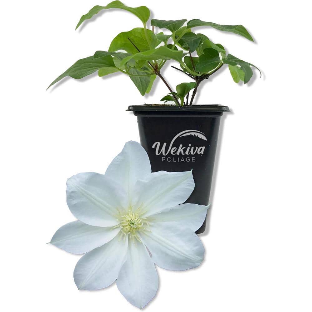 Clematis Lanuginosa Candida-Live Starter Plant in a 2 Inch Growers Pot-Bold and Beautiful White Flowering Vine price history on PriceWatchPro