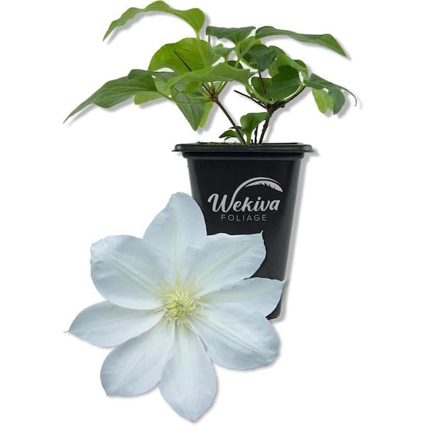 Wekiva Foliage Clematis Lanuginosa Candida-Live Starter Plant in a 2 Inch Growers Pot-Bold and Beautiful White Flowering Vine