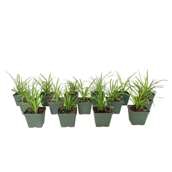 national PLANT NETWORK 4 in. Big Blue Liriope Plant with Purple Blooms (15-Piece)
