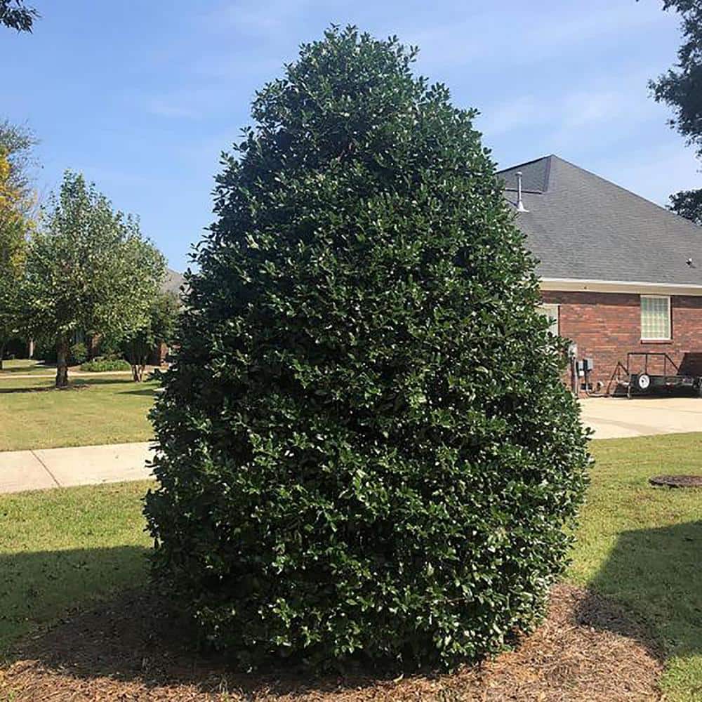 Nellie R. Stevens Holly 7-Gallon Evergreen Shrub