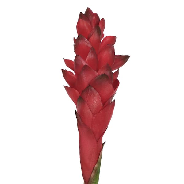 31 in. Real Touch Red Artificial Ginger Flower Stem Tropical Spray (Set of 3)