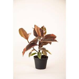 6 in. Ruby Rubber Plant Tree (Ficus Reobusta Ruby) Plant in Grower Pot
