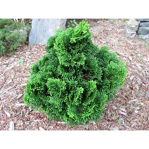 1 Gal. Dwarf Hinoki Cypress Shrub with Deep Green Coniferous Evergreen Foliage