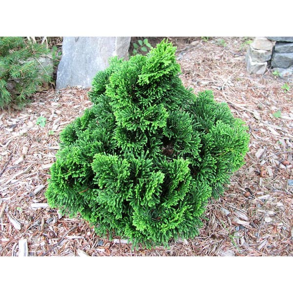 1 Gal. Dwarf Hinoki Cypress Shrub with Deep Green Coniferous Evergreen Foliage