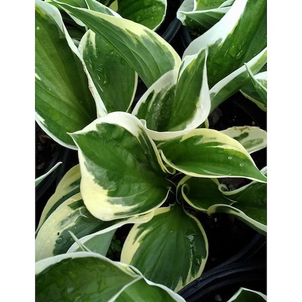 1 Gal. Patriot Perennial Hosta, Dark Green Leaves with Bold White Margins