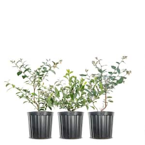 1 Gal. Cross Pollinating Blueberry Plants Pack (3-Pack)