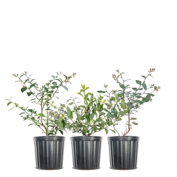 Unbranded 1 Gal. Cross Pollinating Blueberry Plants Pack (3-Pack)