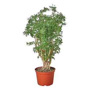 Aralia Ming Stump (Polyscias Fruticosa) Plant in 6 in. Grower Pot