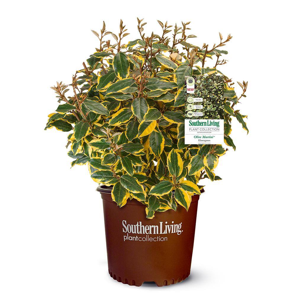 Southern Living Plant Collection 2 Gal. Olive Martini Elaeagnus, Live