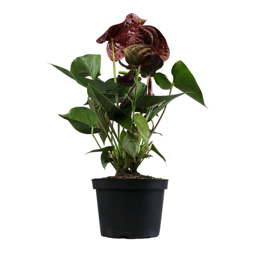 Chocolate Flamingo Anthurium in Black Grower Pot, 24" Tall