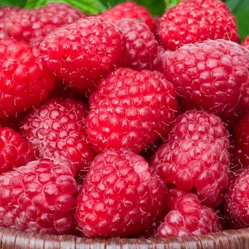 Gurney's Canby Raspberry Bush Edible Hedge Strarter Kit, Dormant Bare ...