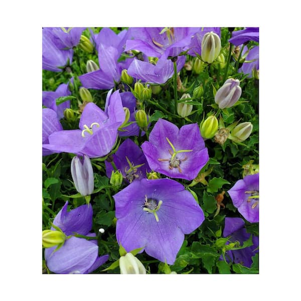 Online Orchards 1 gal. Blue Bellflower Perennial Plant (2-Pack