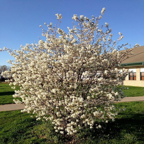 OnlinePlantCenter 5 gal. White Flowering Magnolia Tree