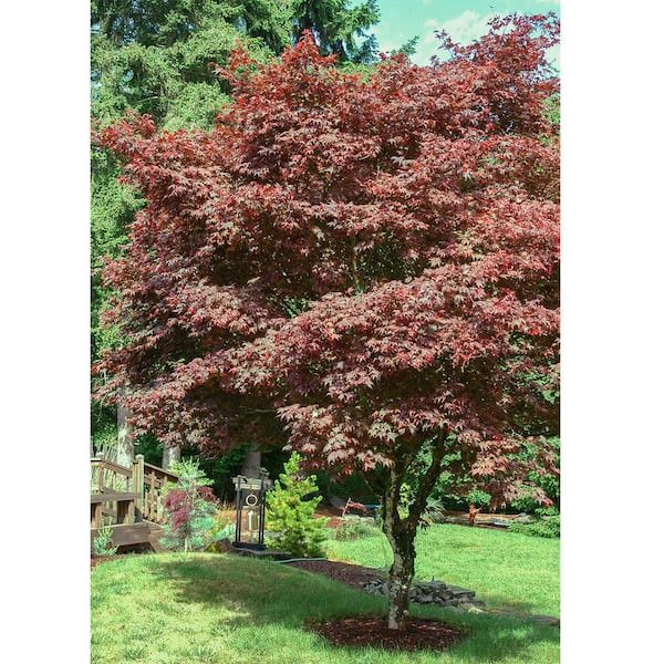 Spring Hill Nurseries 2.25 Gal. Pot Bloodgood Japanese Maple Ornamental  Tree Grown (1-Pack) 89435 - The Home Depot