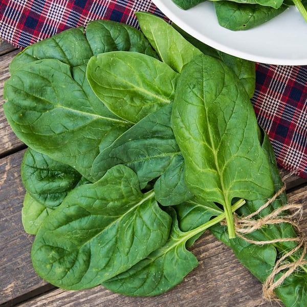 Gurney's Space Hybrid Spinach Seed Tape, Includes 2 Seed Tapes Each 7.50 ft. L