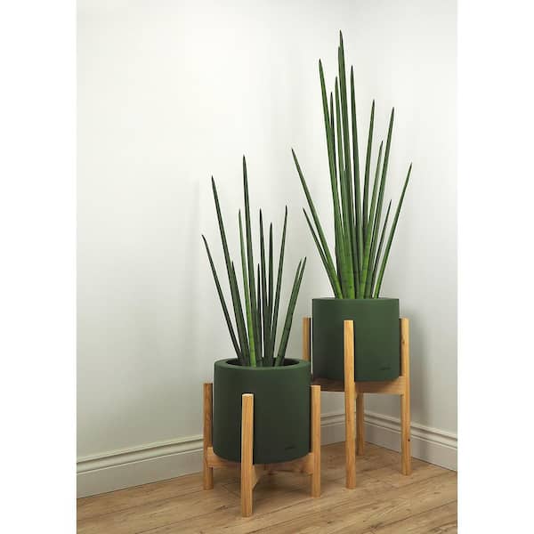 Unbranded Botanical 3.9 ft. Green Sansevieria Cylindrica in Pot
