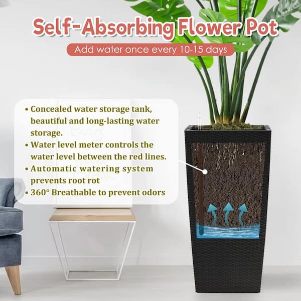 buy aloe vera plants Aloe Vera - Medicinal Aloe Plant main image 1
