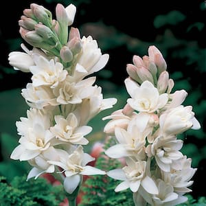 White The Pearl Double Tuberose (Polianthes) Flowers Bulbs (3-Pack)