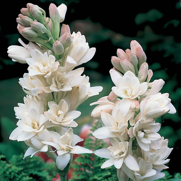 Gardens Alive! Pearl White Flowering Double Tuberose Polianthes Dormant Bare Root Summer Flowering Bulbs (5-Pack)