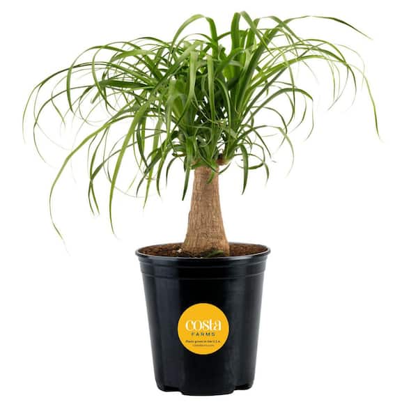 Ponytail Indoor Palm in 6 in. Grower Pot, Avg. Shipping Height 1-2 ft. Tall