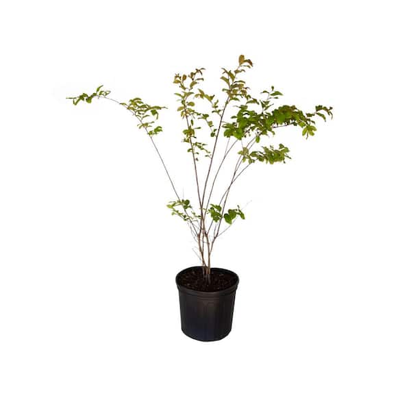 FLOWERWOOD 2.5 Gal. Natchez Crape Myrtle Tree with White Blooms and Green Foliage