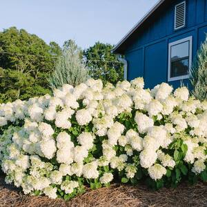 2 Gal. Little Hottie Hydrangea Shrub with Sparkling White Blooms