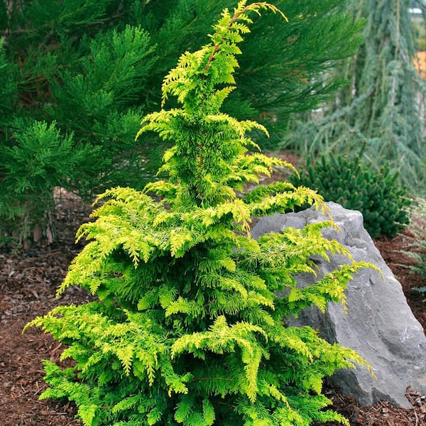 Spring Hill Nurseries 3 Gallon Pot Hinoki Gold Fernspray Cypress