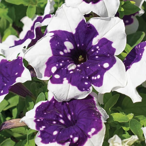 ALTMAN PLANTS SA PETUNIA GLACIER SKY 2.6 qt. 1007455211 - The Home