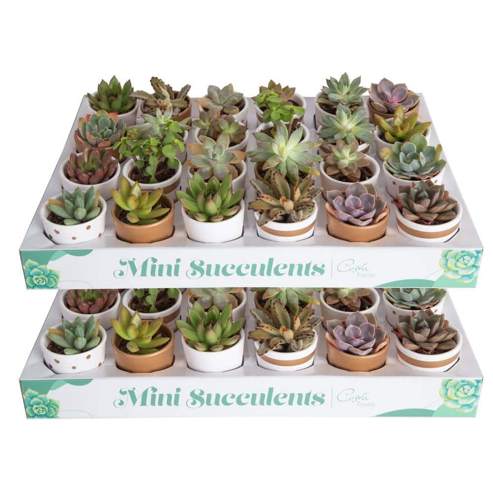 Planter Succulent Pot Ceramic Rectangular Box Cactus Boxes Planters Window  Narrow Tray Pots Plant Bonsai Mini Flower 