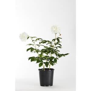 1 Gal. Peony White Perennial Plant (1-Pack)