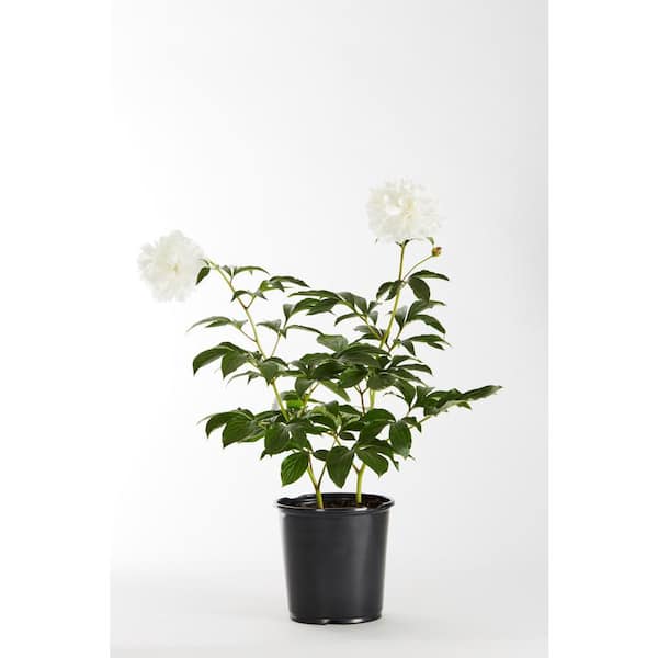 METROLINA GREENHOUSES 1 Gal. Peony White Perennial Plant (1-Pack)