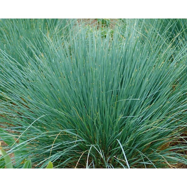 Online Orchards 1 Gal. Blue Oat Grass - Long Flowing Blue-Silver Blades Of Grass Can Retain Their Striking Color Even Through Winter