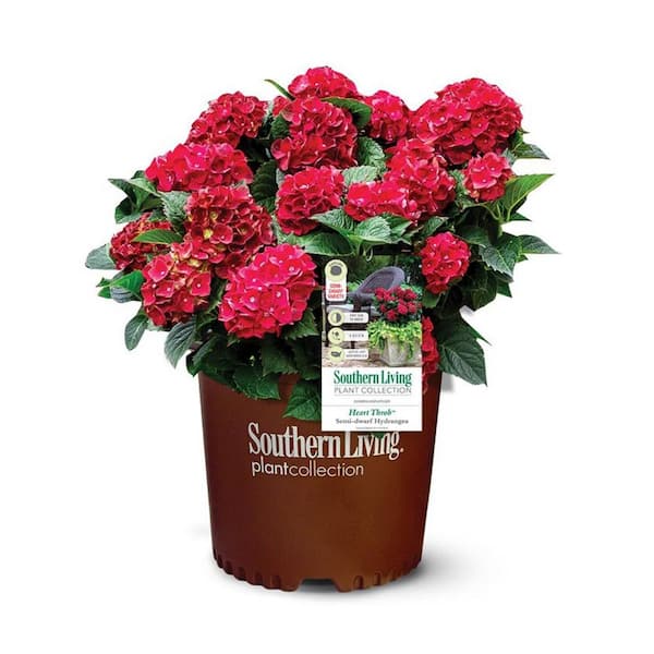 SOUTHERN LIVING 2.5 qt. Heart Throb Hydrangea Shrub, Live Blooming Plant with Cherry Red Flowers