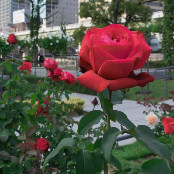 national PLANT NETWORK Bare Root Rose Mr. Lincoln with Red Flowers HD3283 -  The Home Depot