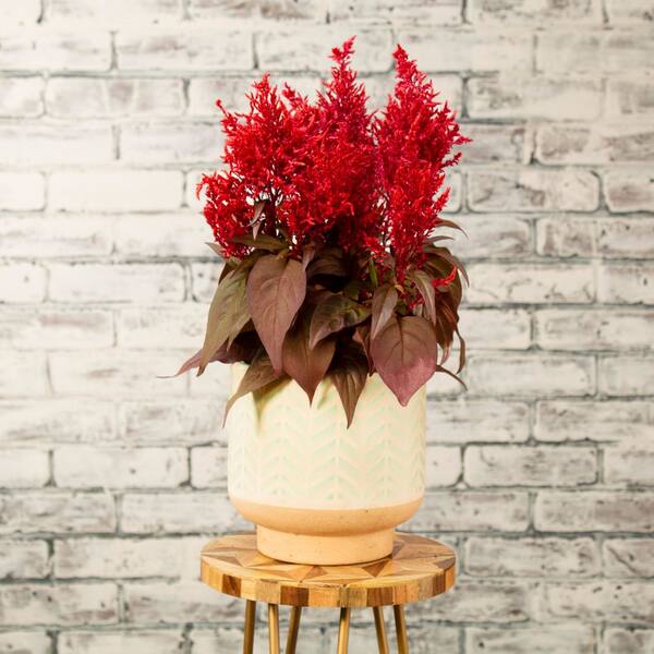 Have a question about DRAGON'S BREATH 2 Qt. Red Celosia Dragon's Breath  Annual Plant (3-Pack)? - Pg 1 - The Home Depot