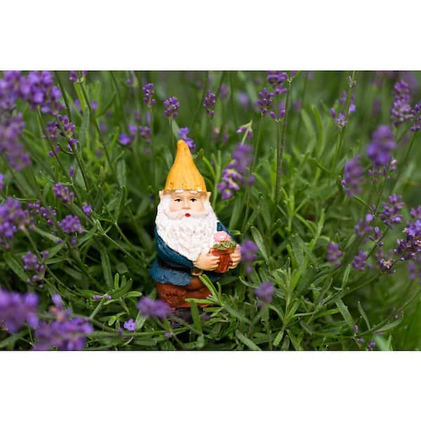 3 Gal. Essence Purple English Lavender (Lavandula Angustifolia) Live Flowering Plant, Purple-Blue Flowers (2-Pack)
