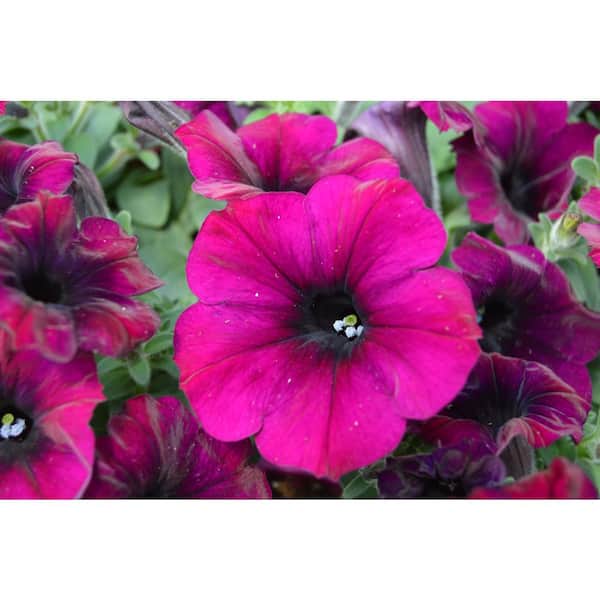 Wave 1.25 Qt. Purple Classic Wave Petunia Annual Plant with Purple Flowers